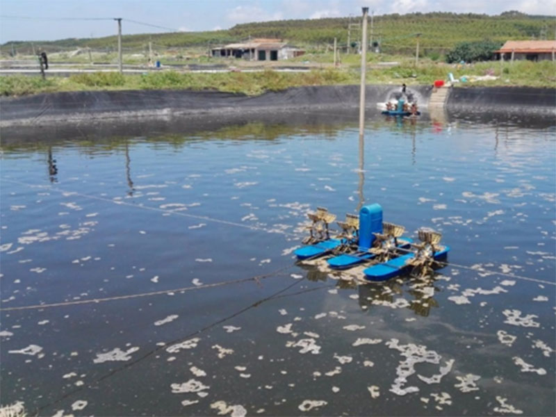 水中亞硝酸鹽含量過高對養(yǎng)殖有什么影響？