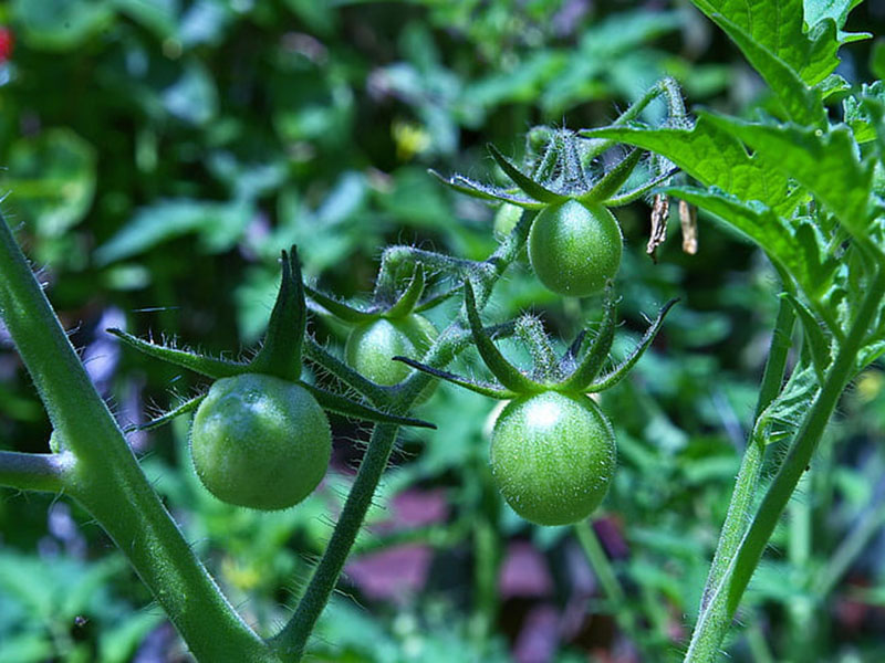 農(nóng)藥殘留會(huì)對(duì)身體產(chǎn)生怎樣的危害