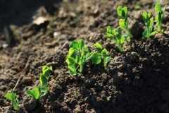 土壤測試儀減少肥料浪費