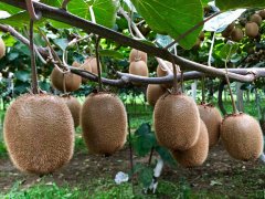 獼猴桃有農(nóng)藥殘留嗎？