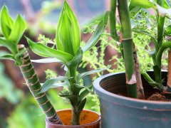 利用土壤氮、磷、鉀檢測器檢測土壤養(yǎng)分